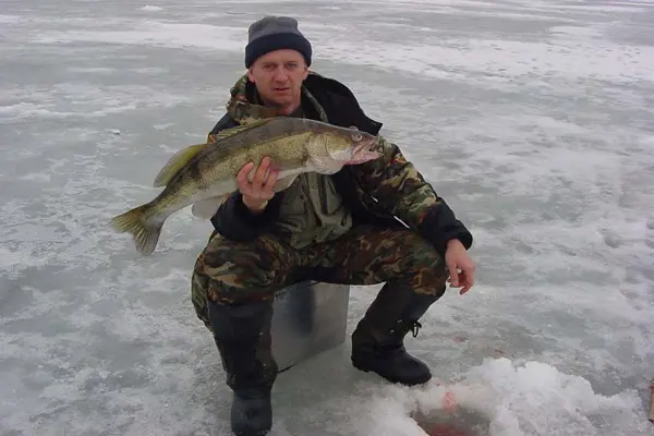 Winter spinners for pike perch, TOP-6 most catchy