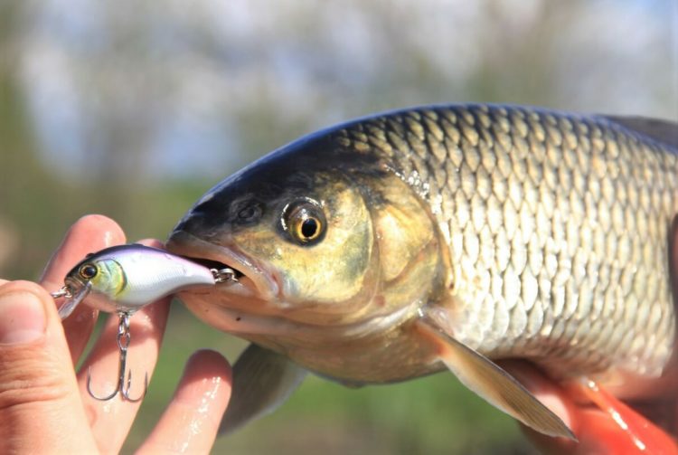 Wobblers for chub: varieties, recommendations for choosing baits and top most catchy models