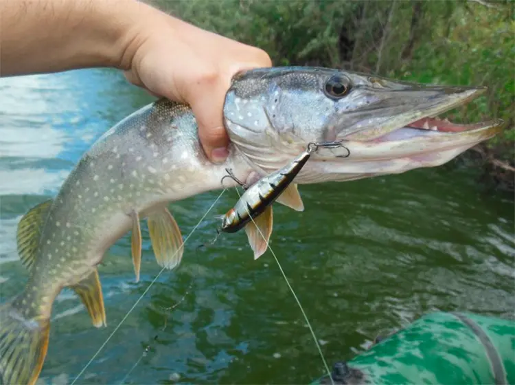 Wobblers Ponton 21 for pike. Spinning fishing on Pontoon 21