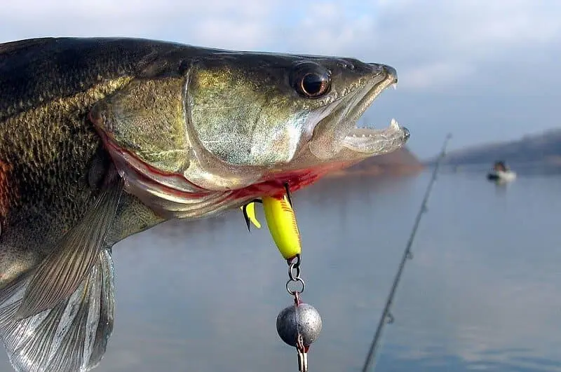 zander fishing