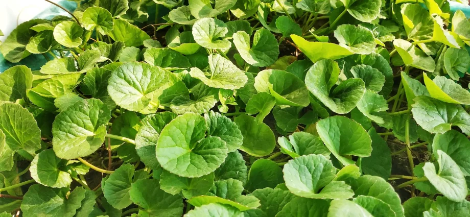 centella asiatica