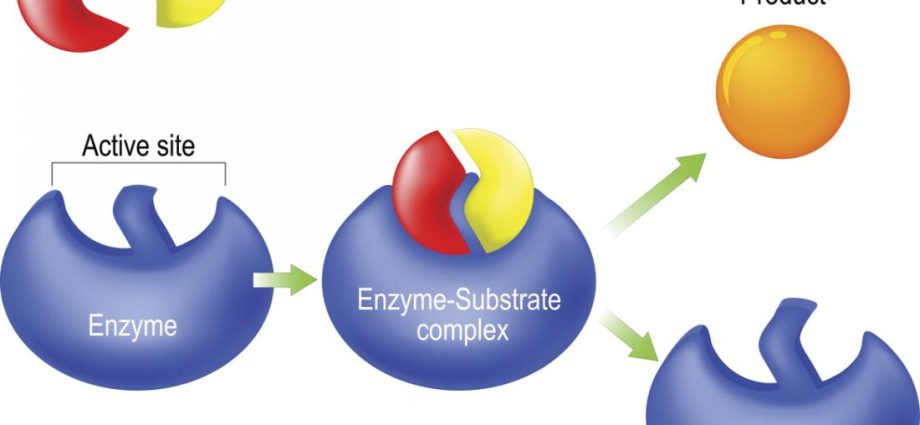 Enzymes (enzymes)