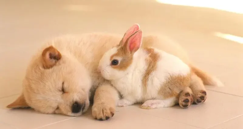 Rabbit and Dog Chinese Zodiac Compatibility