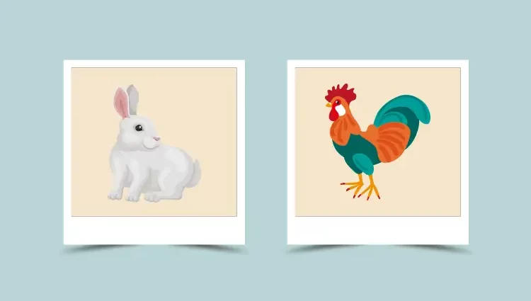 Kanin og hane kompatibilitet med kinesisk stjernetegn