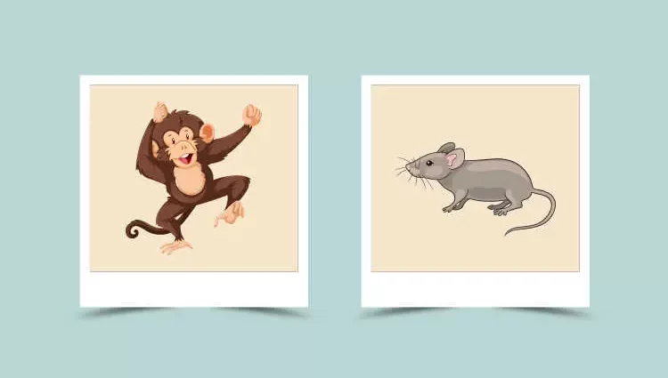 Rat and Monkey Chinese Zodiac Compatibility