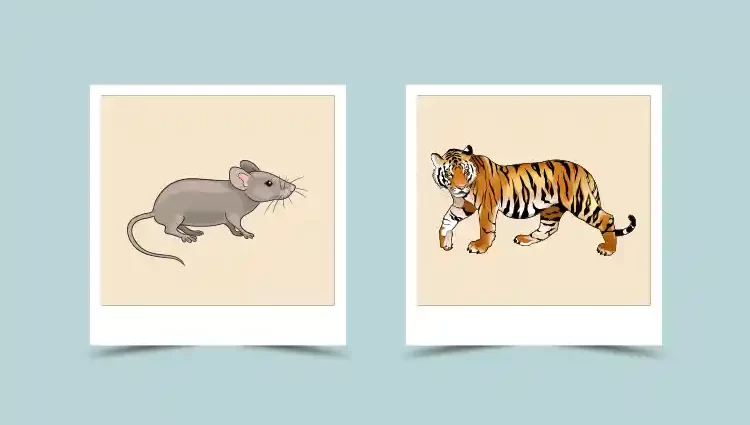 Rat and Tiger Chinese Zodiac Compatibility