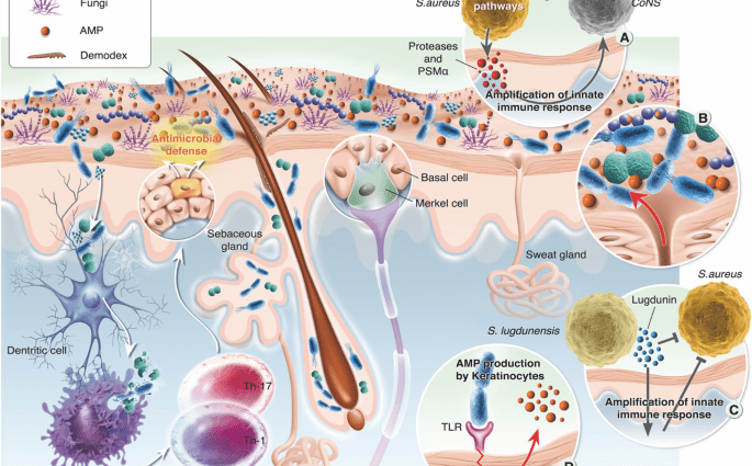 Restoration of the skin microbiome