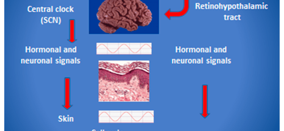 Skin biorhythms