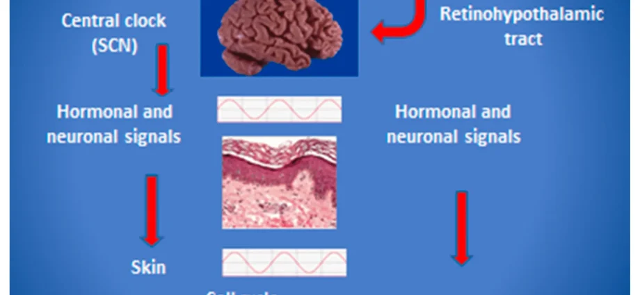 Skin biorhythms