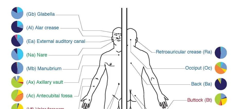 Skin microflora