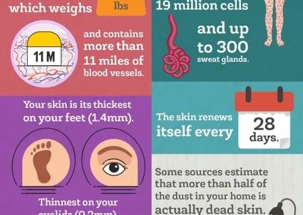 Skin: the most interesting facts