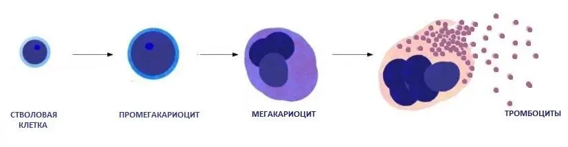 What does the increased PDW blood test mean?