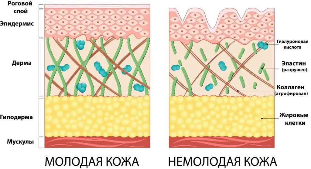 What is collagen and how does it work on facial skin?