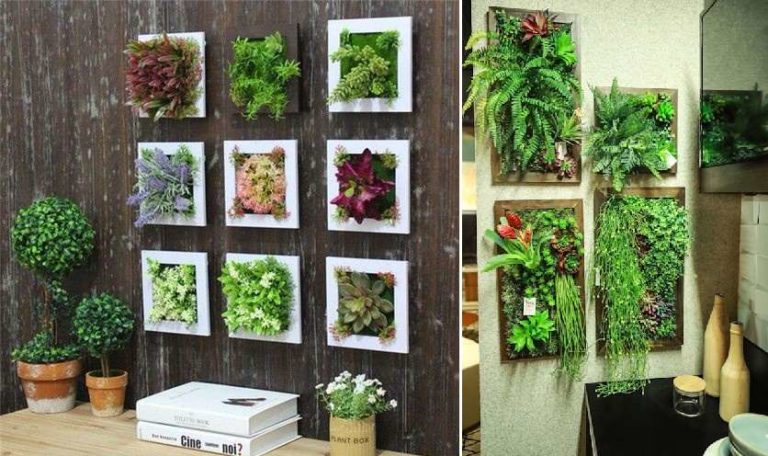 DIY phytowall: plant selection, cultivation, watering