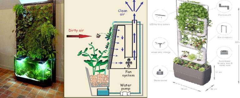 DIY phytowall: plant selection, cultivation, watering