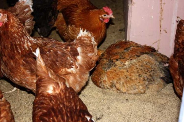 Do-it-yourself winter chicken coop: tips, secrets, photos and videos