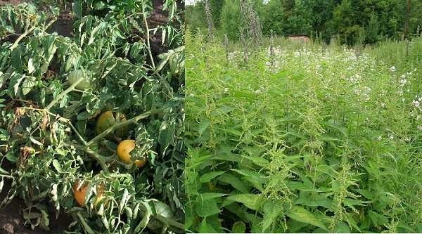 How to get rid of the smell in the country toilet