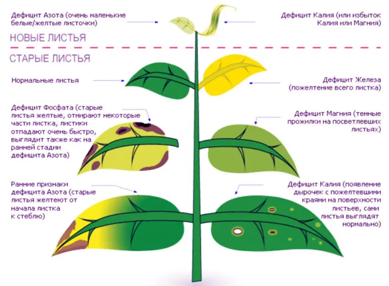 Rose diseases - symptoms, description and methods of treatment