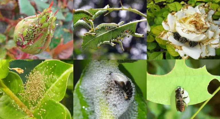 The pests of roses and the fight against them