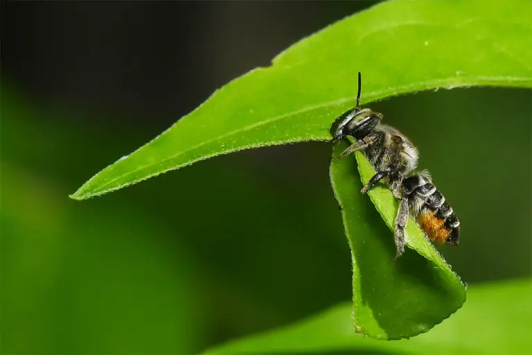 The pests of roses and the fight against them