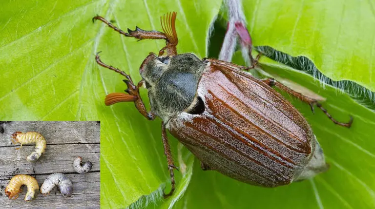 The pests of roses and the fight against them