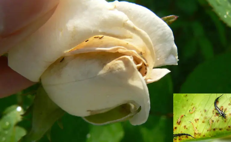 The pests of roses and the fight against them