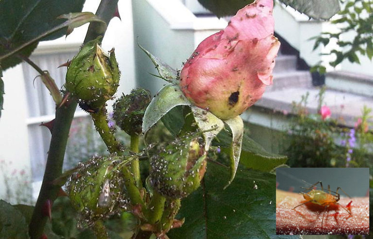 The pests of roses and the fight against them