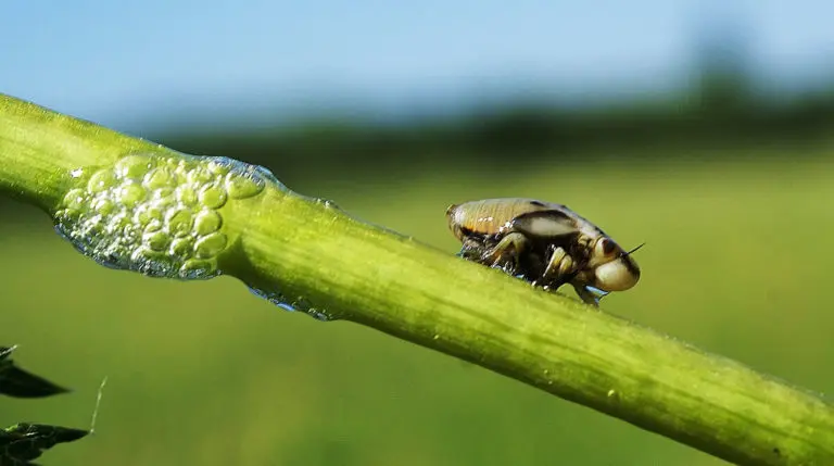 The pests of roses and the fight against them