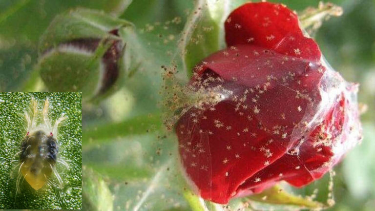 The pests of roses and the fight against them