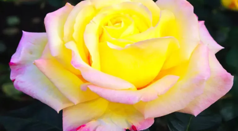 What types of roses exist, division into groups and classifications