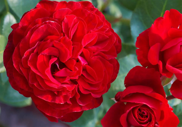What types of roses exist, division into groups and classifications