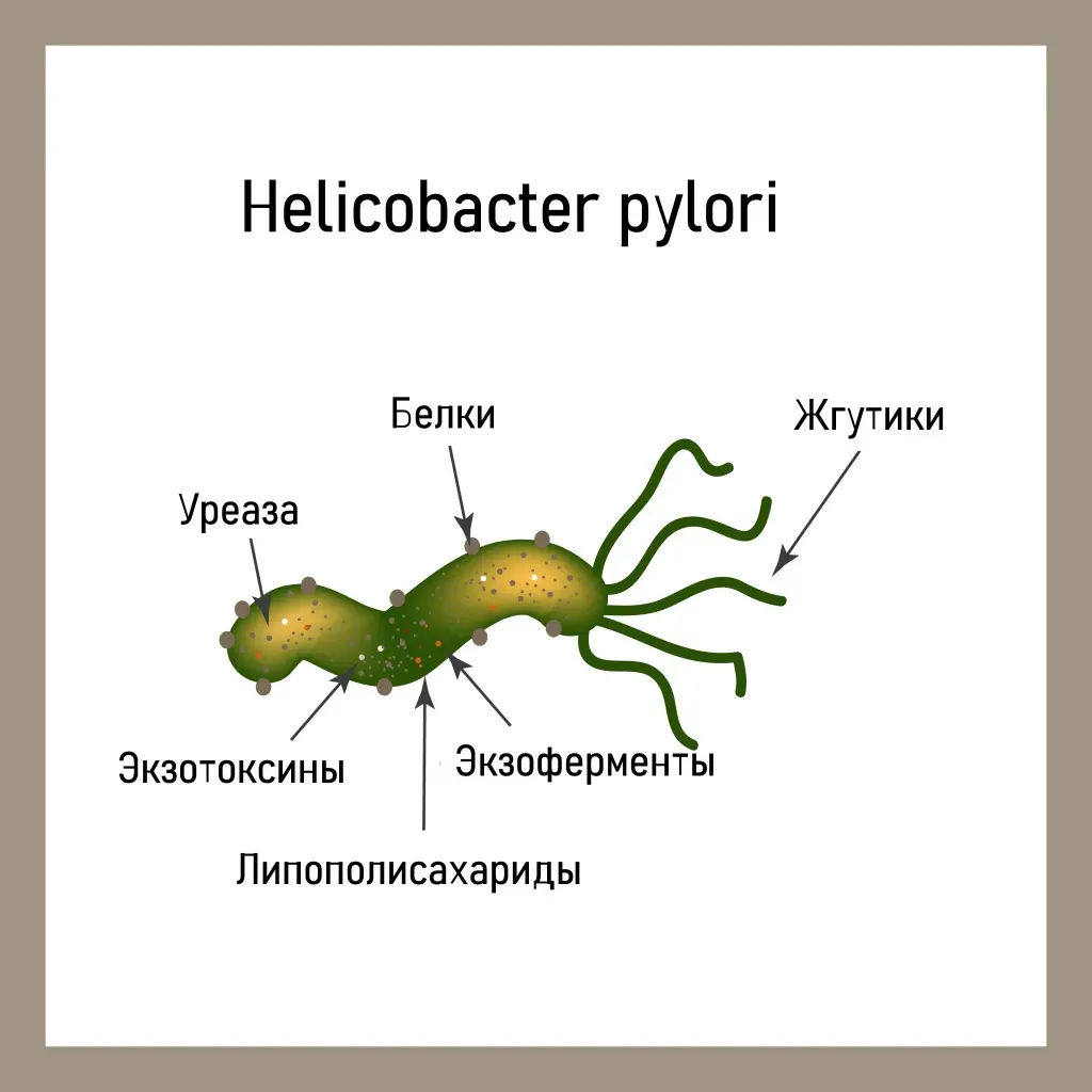 Helicobacter pylori.webp