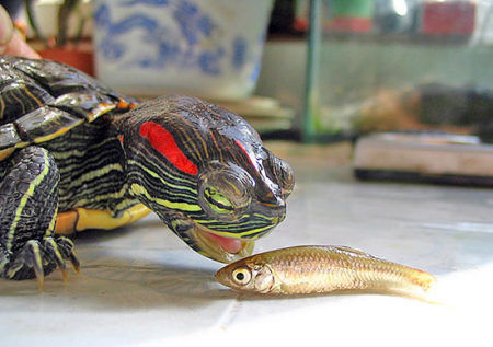 What to feed a domestic turtle