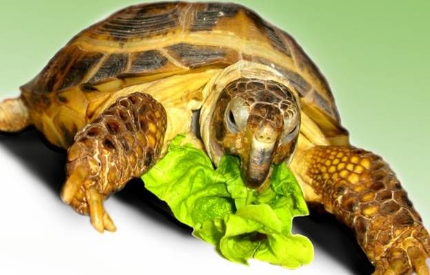 What to feed a domestic turtle