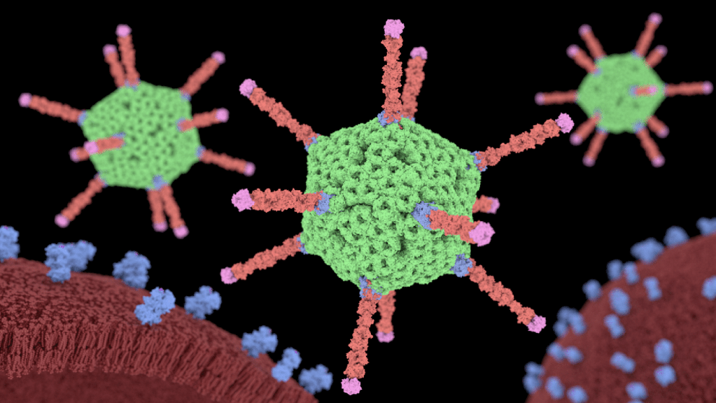 Adenovirus (Adenovirus infection)