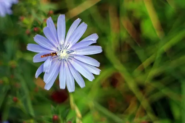 Chicory