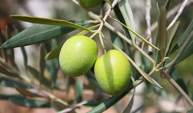 The benefits of olive oil