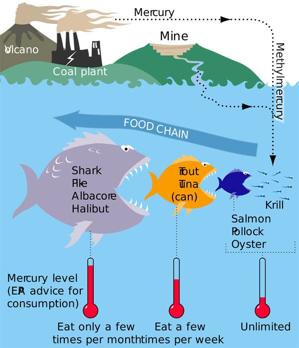 Harm of shark meat - mercury and ammonia