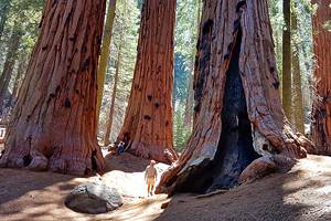 10 Best Campgrounds at Yosemite National Park