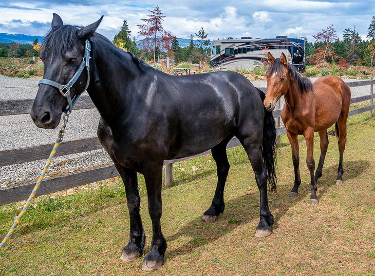 10 Best Campgrounds in Parksville, BC