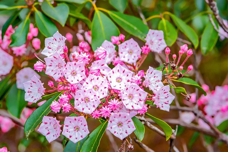 10 Best Hiking Trails in Shenandoah National Park