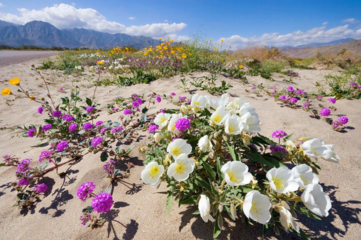 10 Top-Rated Attractions in the California Desert Region