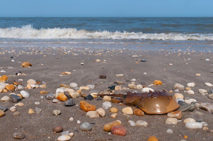 10 Top-Rated Beaches in Delaware