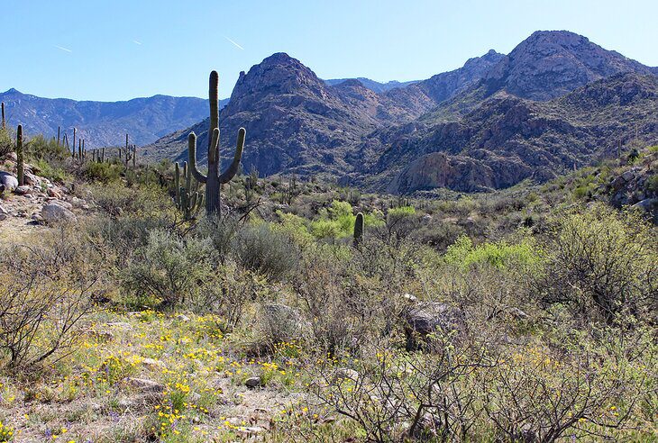 10 Top-Rated Campgrounds near Tucson