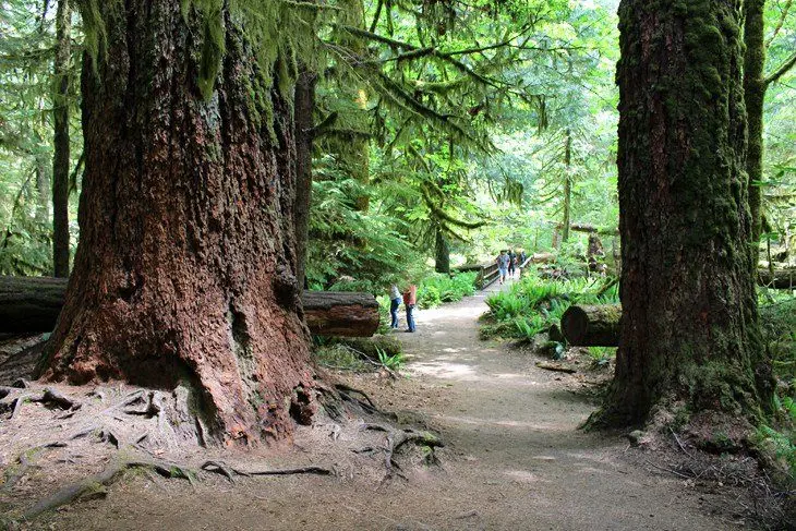 10 Top-Rated Hiking Trails on Vancouver Island, BC