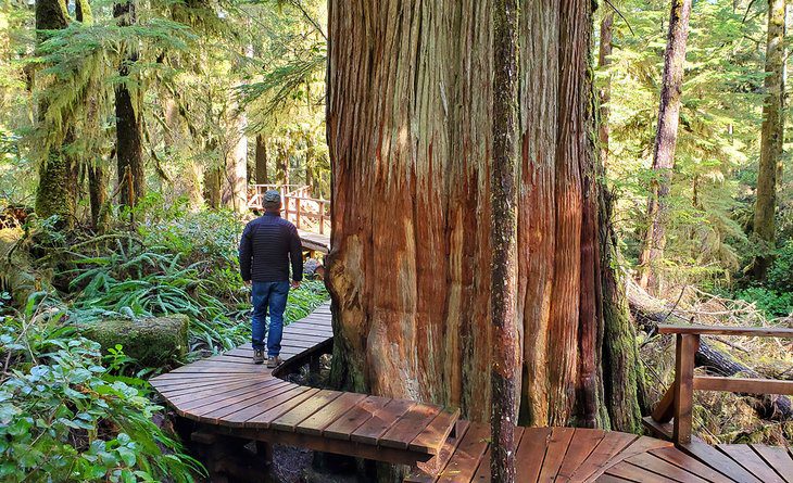 10 Top-Rated Hiking Trails on Vancouver Island, BC