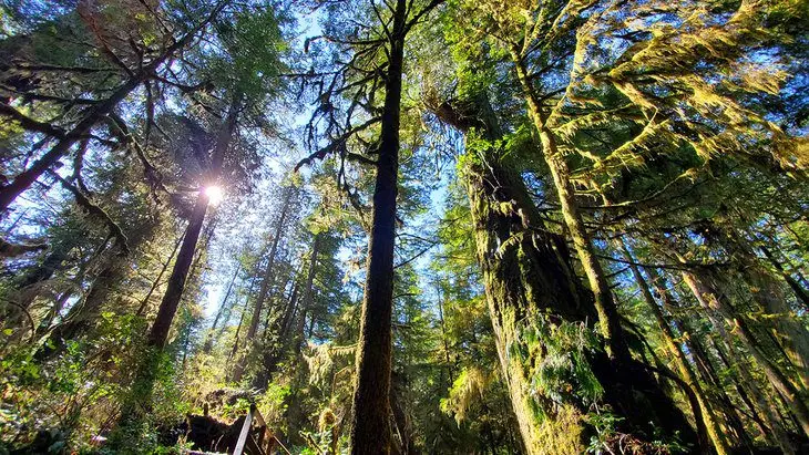 10 Top-Rated Hiking Trails on Vancouver Island, BC