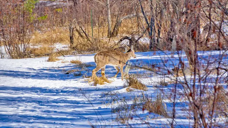 10 Top-Rated Mountain Bike Trails in Minnesota