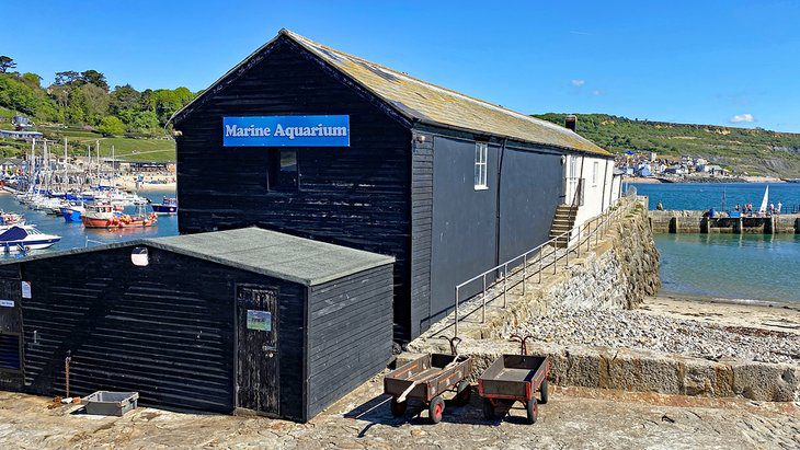 10 Top-Rated Things to Do in Lyme Regis, Dorset