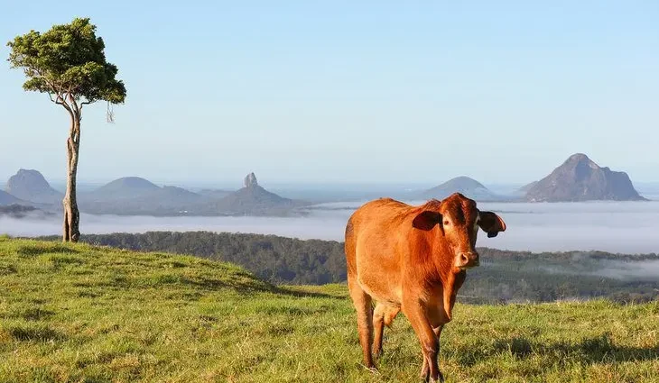 10 Top-Rated Things to Do in Maleny